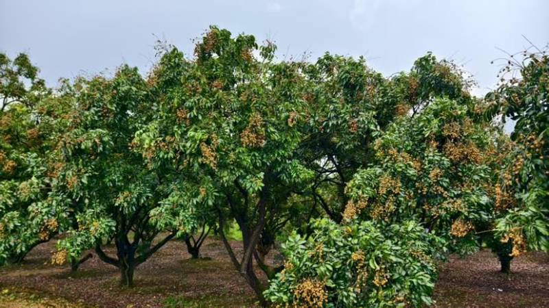 大量供应石硖，现摘现发保新鲜，欢迎采购商对接