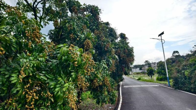 大量供应石硖，现摘现发保新鲜，欢迎采购商对接