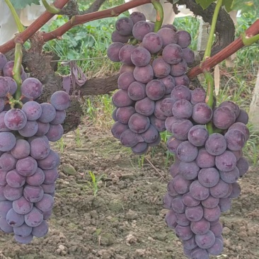 克粒中等颜色黑红价格优惠需要老板联系