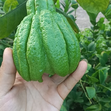 佛手鲜果