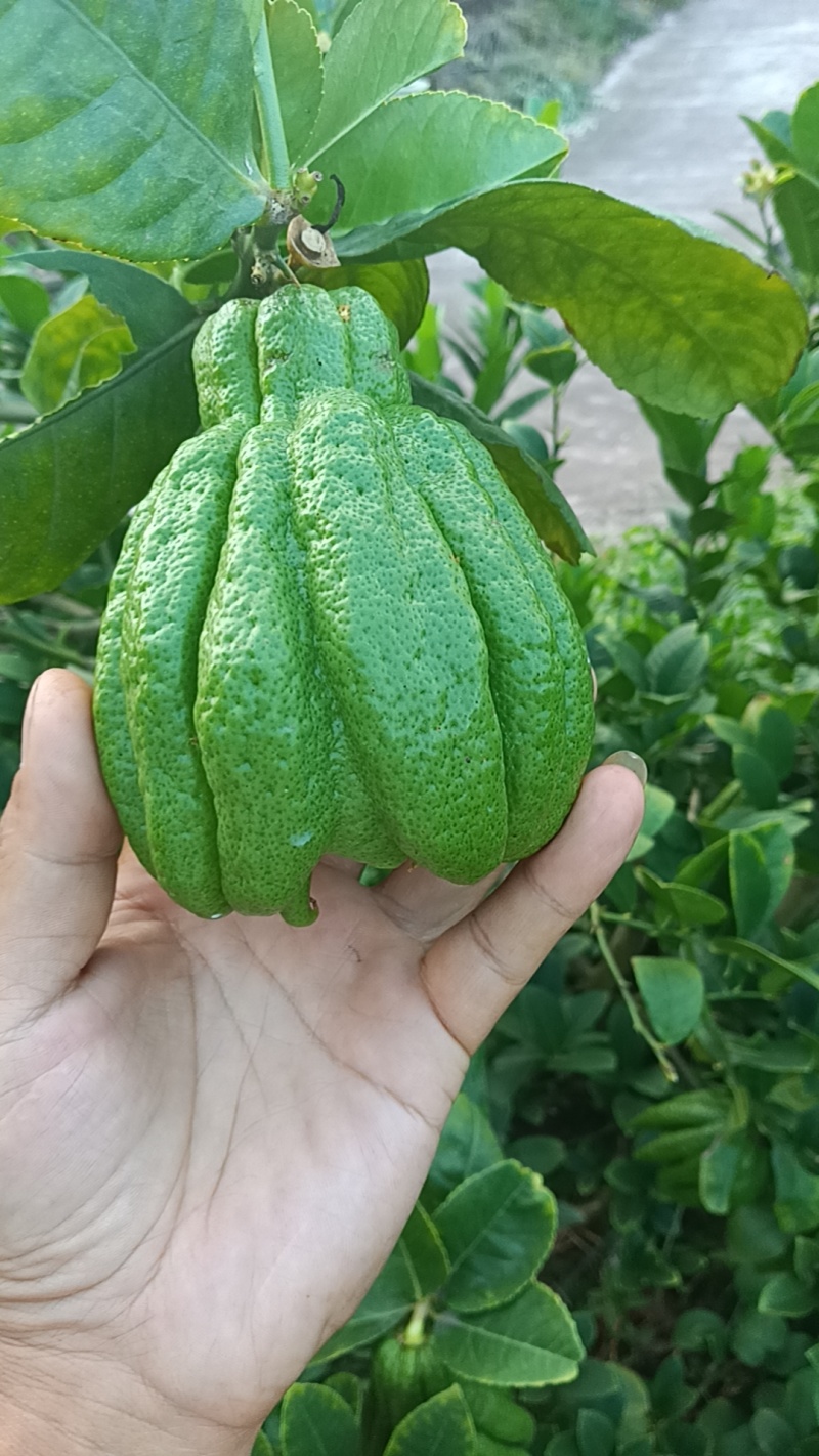 佛手鲜果