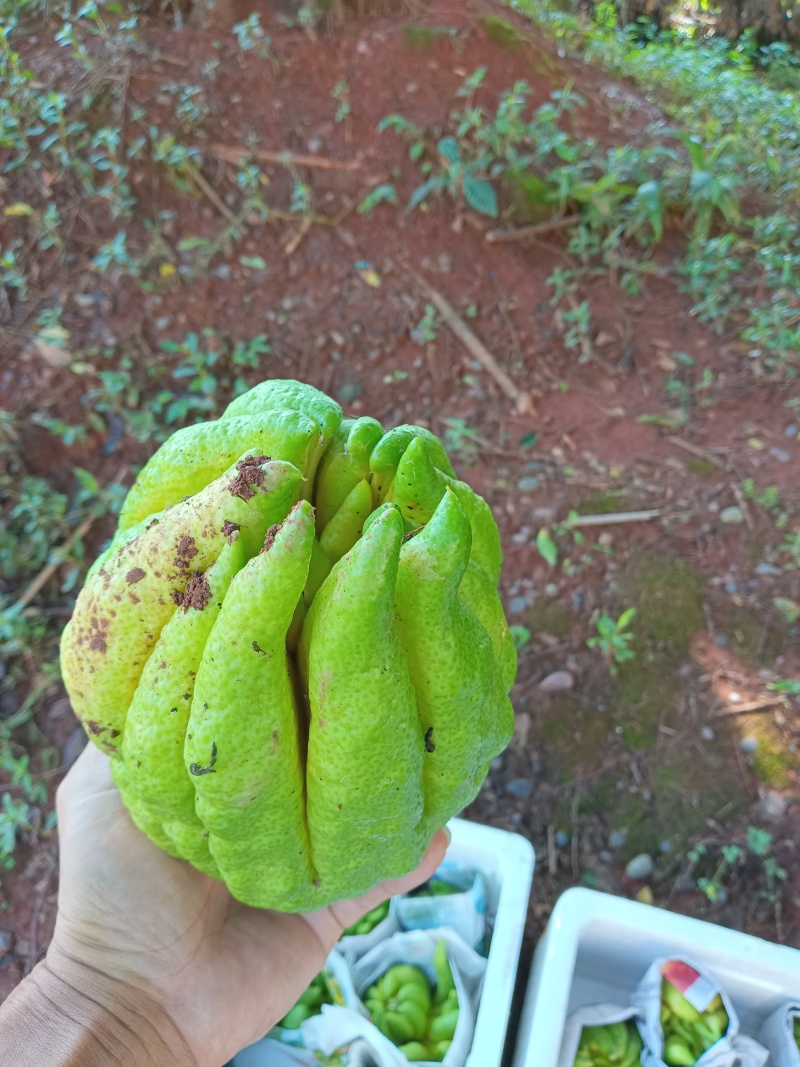 佛手鲜果