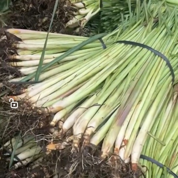 香茅苗，粗壮，成活率高，发芽多
