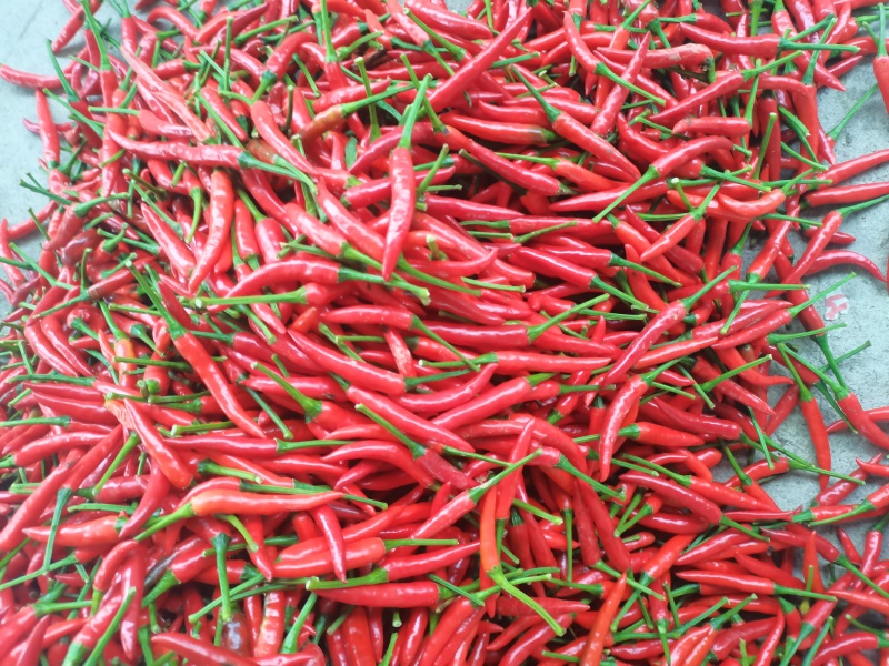 小米辣椒