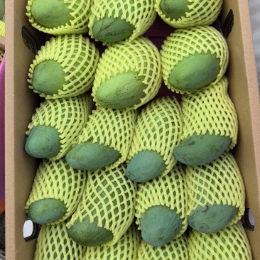广西百色芒果