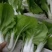 小白菜，上海青