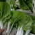 小白菜，上海青