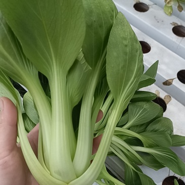 小白菜，上海青
