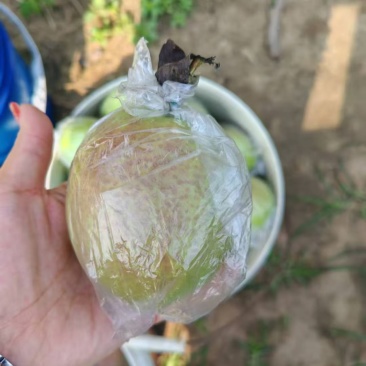 山东省滨州市阳信县七号梨