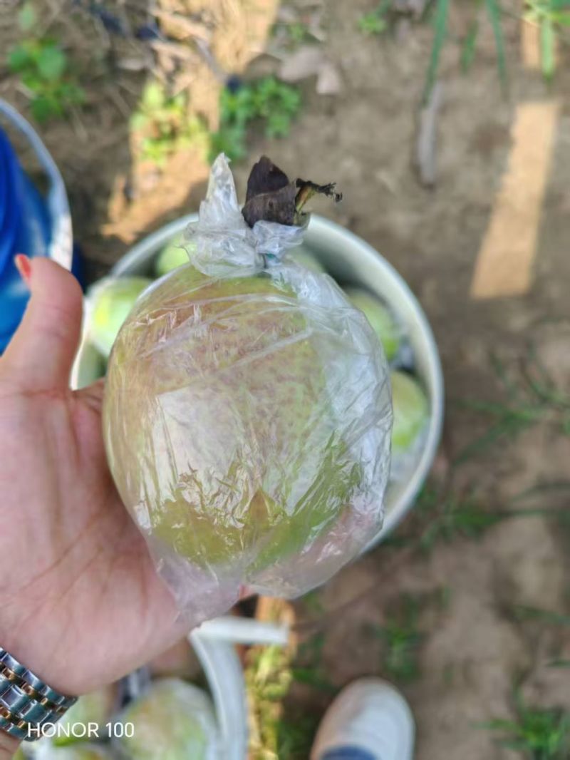 山东省滨州市阳信县七号梨