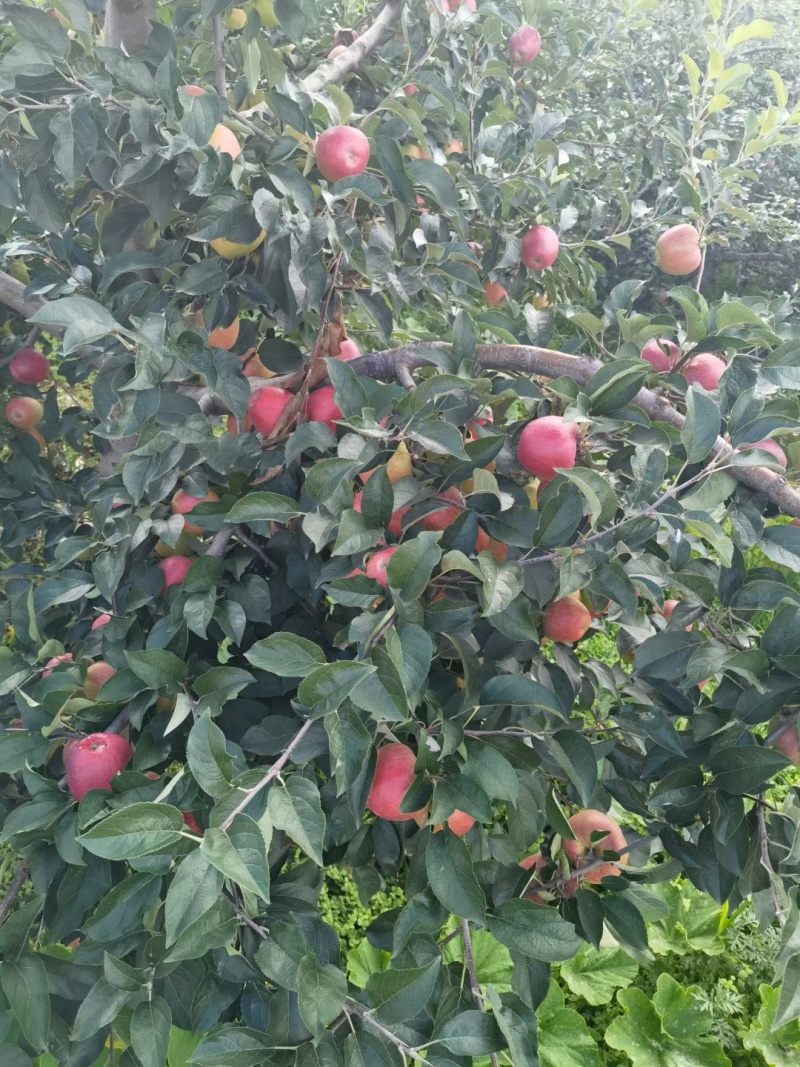 云南昭通糖心苹果