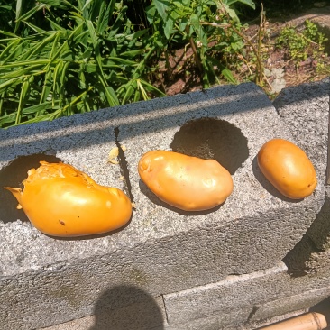 鸡宝