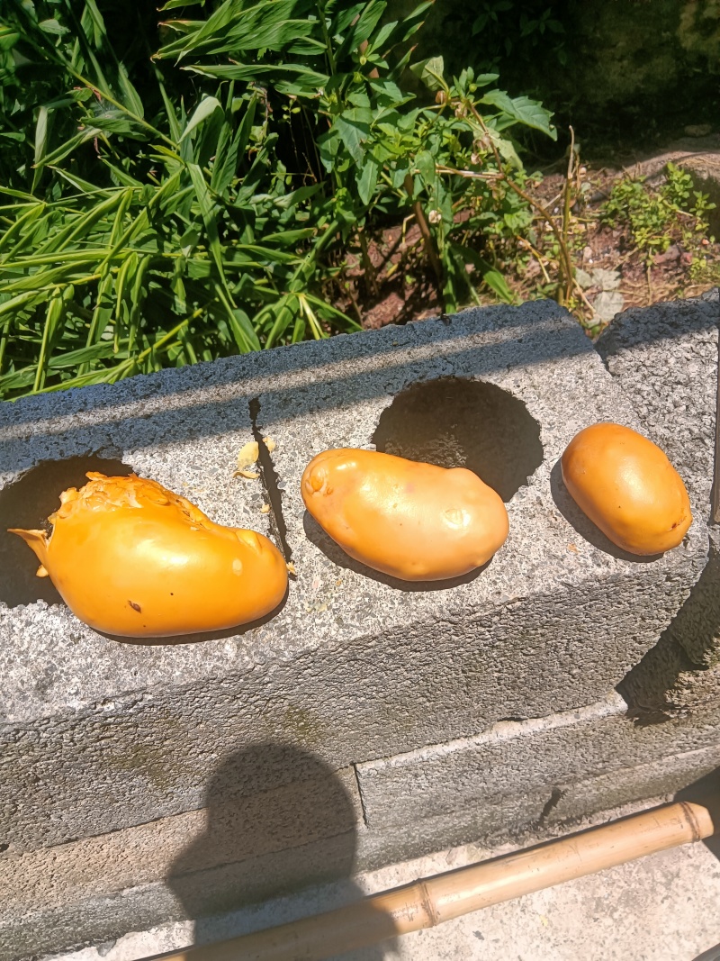 鸡宝