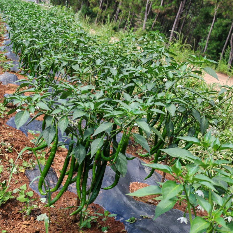 二荆条产地直发大量供货一手货源价格实惠没有中间商。