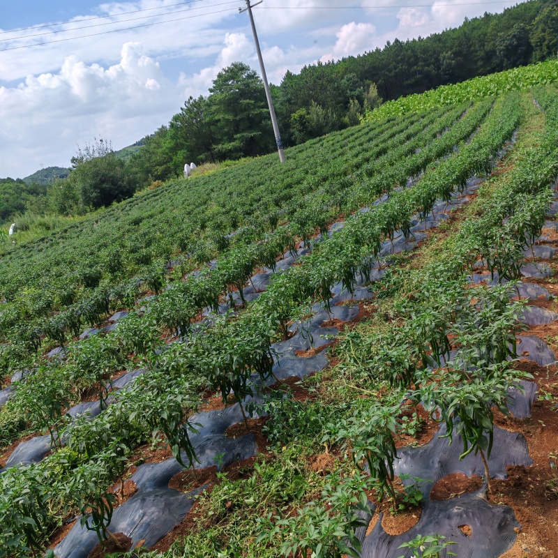 二荆条产地直发大量供货一手货源价格实惠没有中间商。