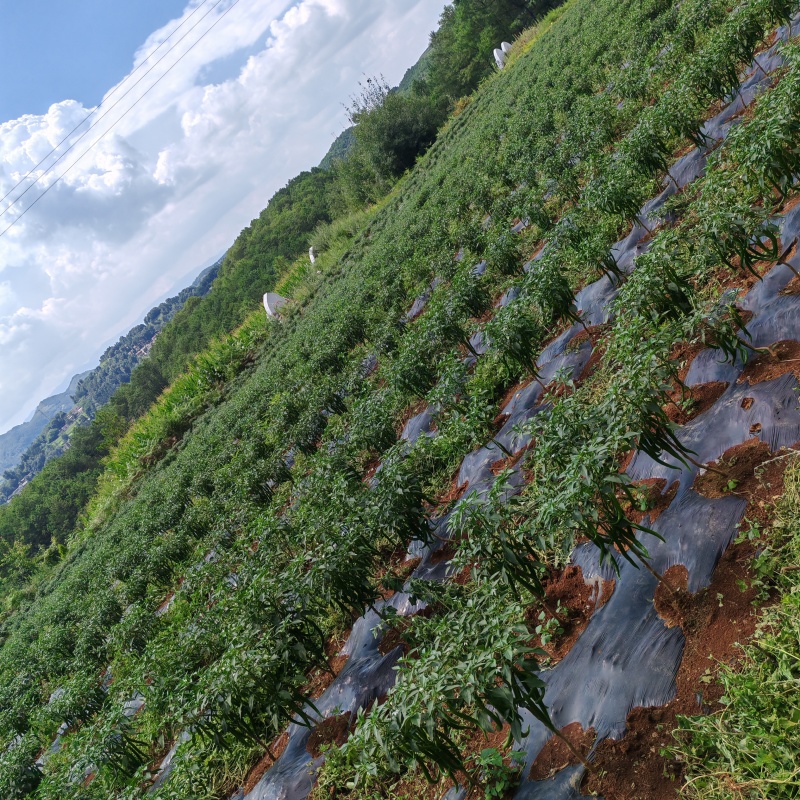 二荆条产地直发大量供货一手货源价格实惠没有中间商。
