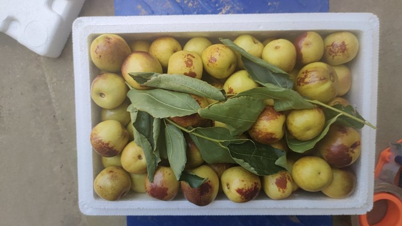 大荔冬枣