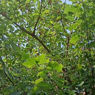构树鲜果