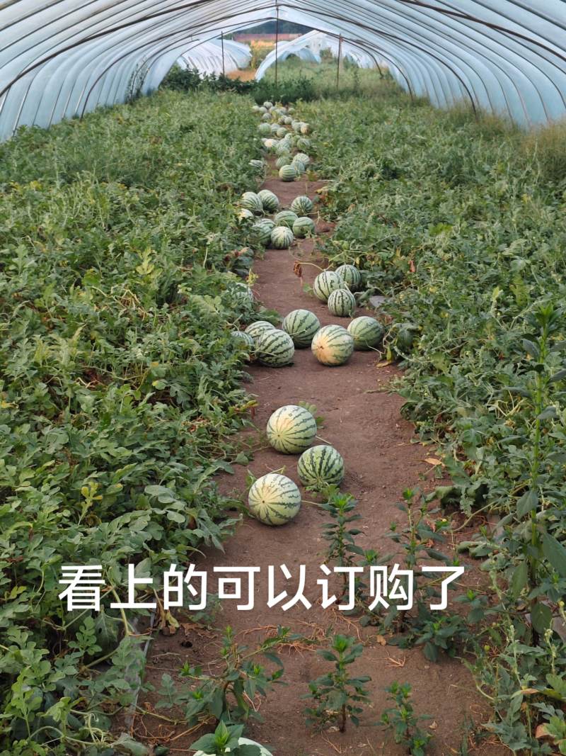 美都西瓜