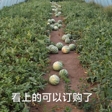 美都西瓜
