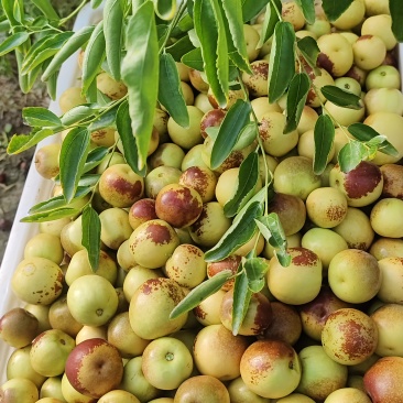 大荔冬枣