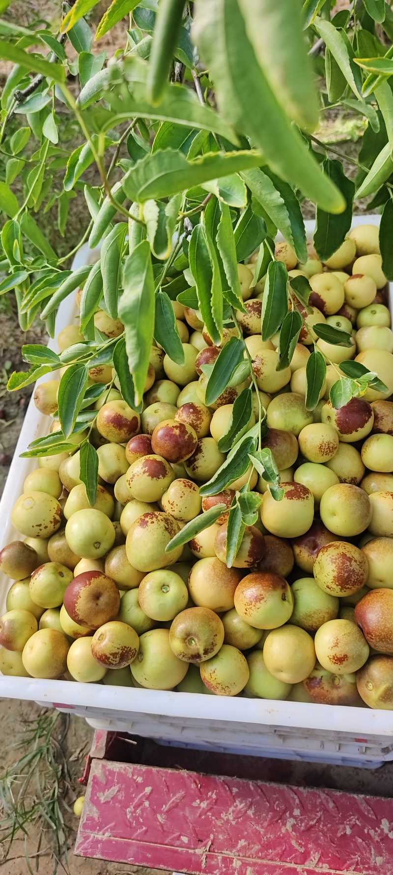 大荔冬枣
