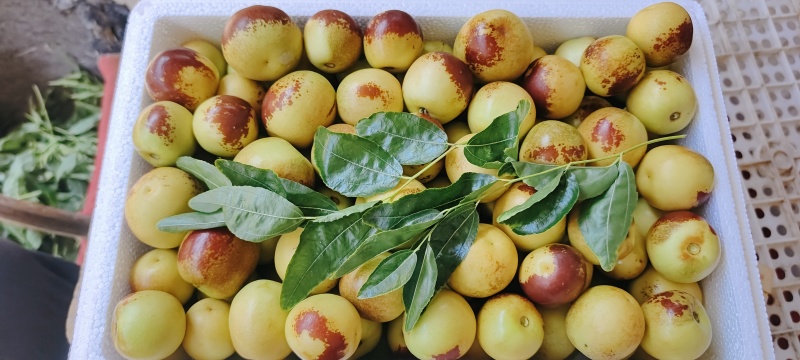 大荔冬枣