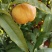 风味天后