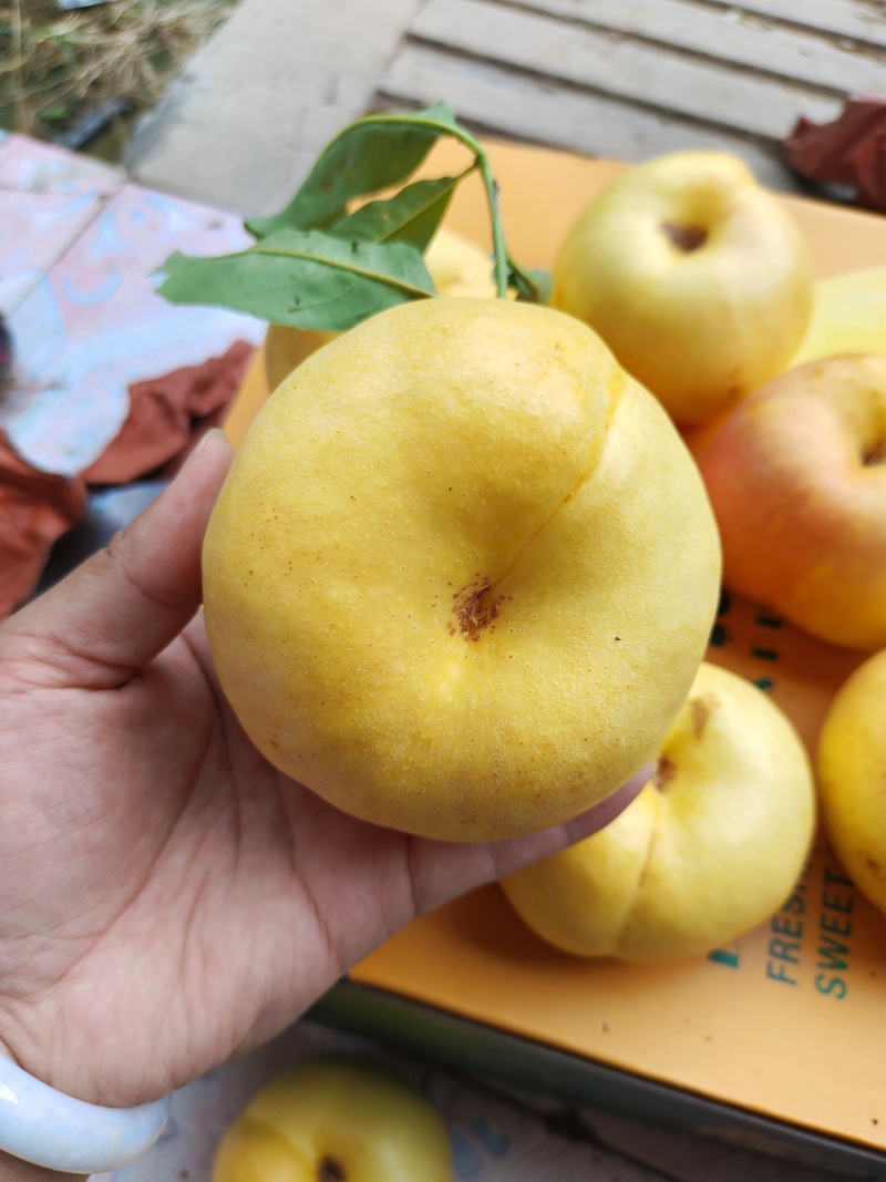 风味天后