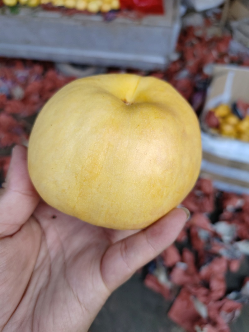 风味天后