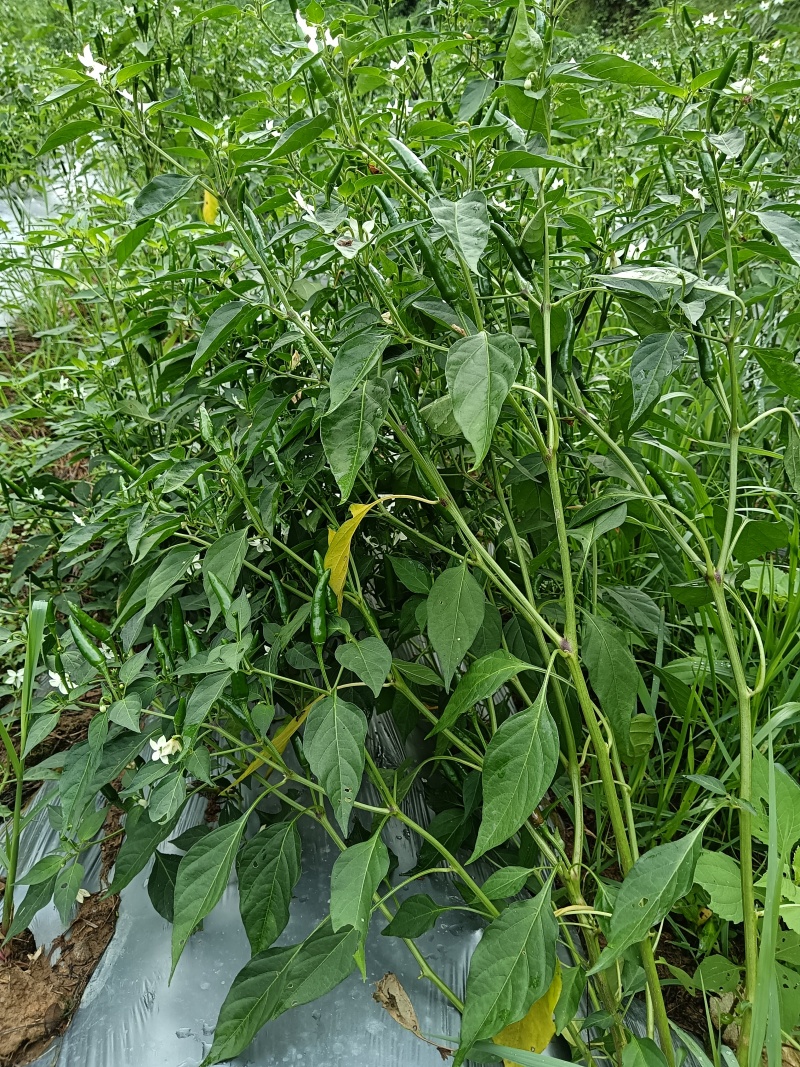 辣椒