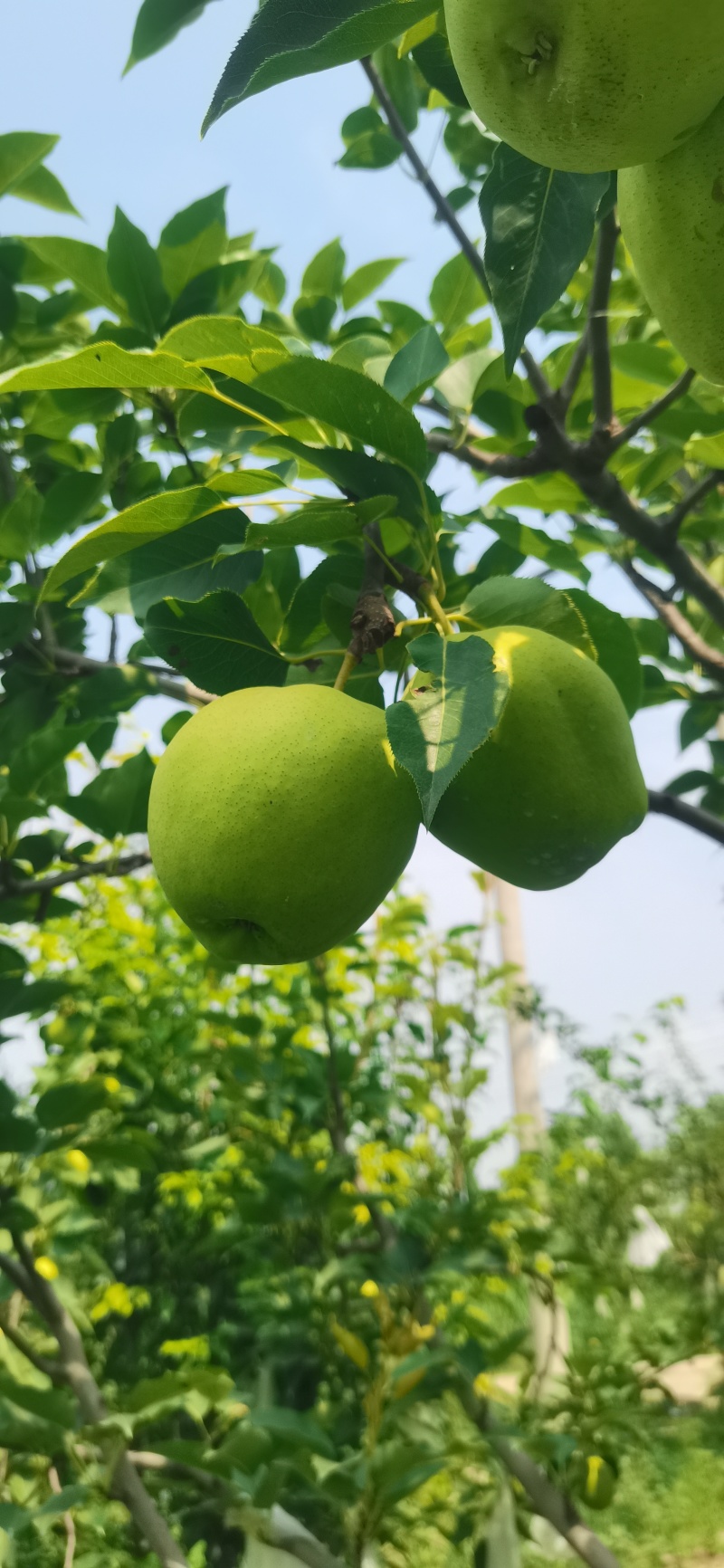 早熟脆梨
