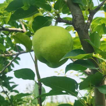 早熟脆梨