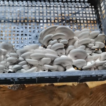 平菇，