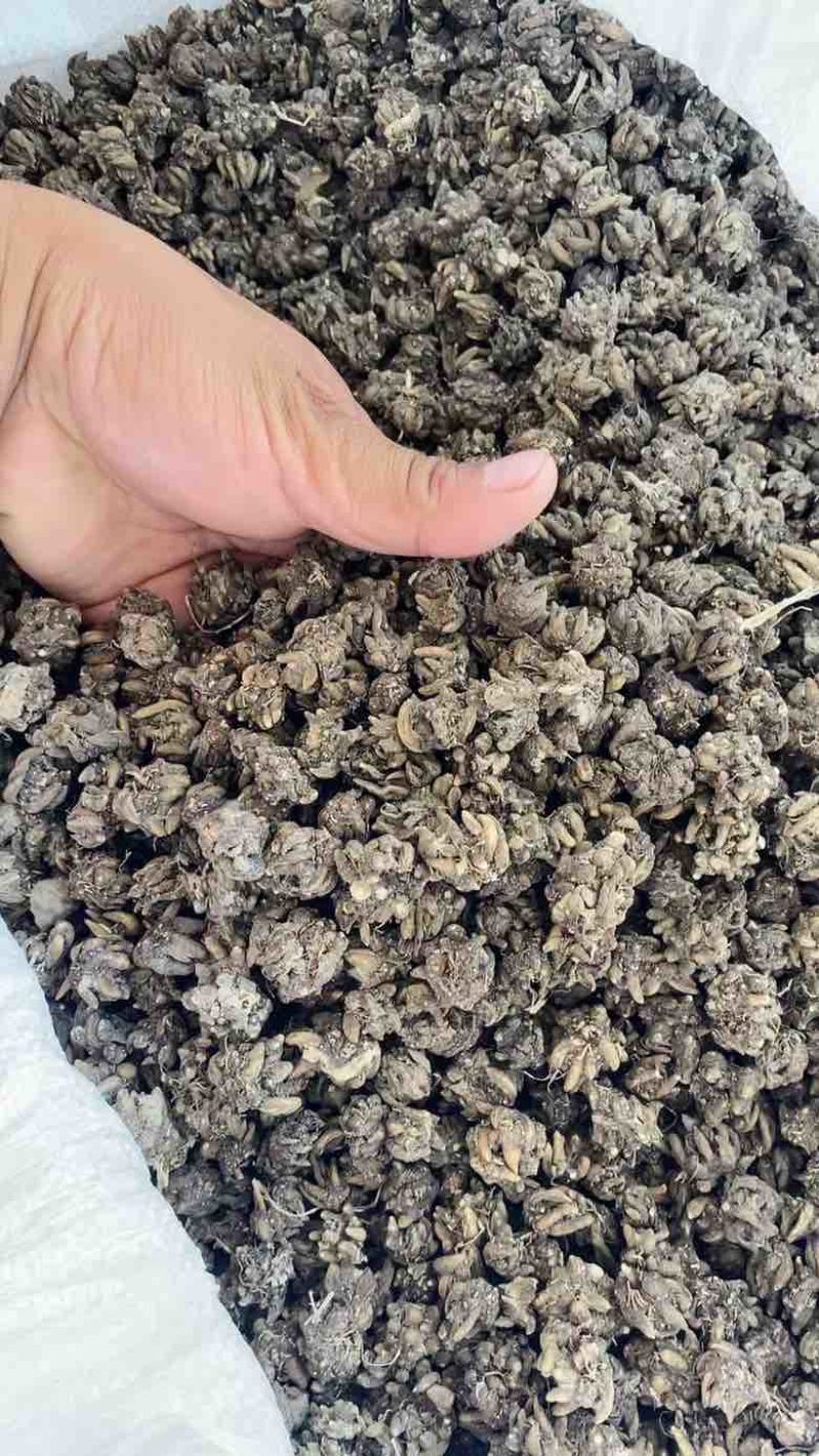 产地猫爪草各种规格可过全国可发