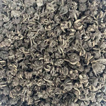 产地猫爪草各种规格可过全国可发