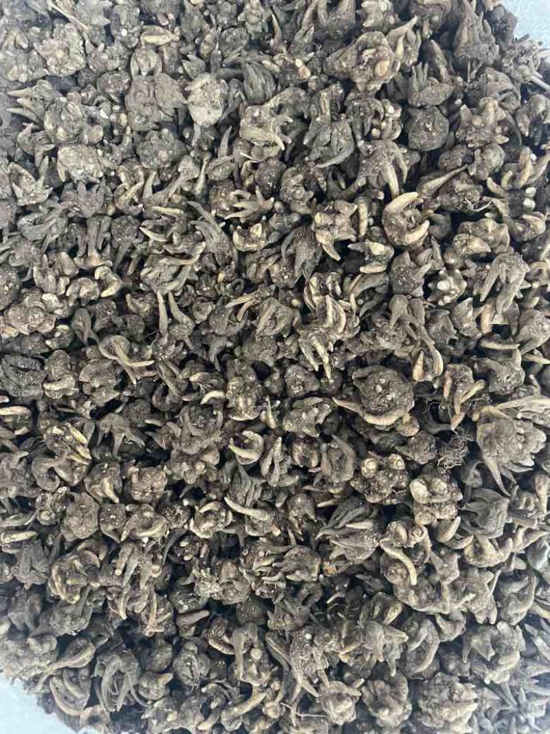产地猫爪草各种规格可过全国可发