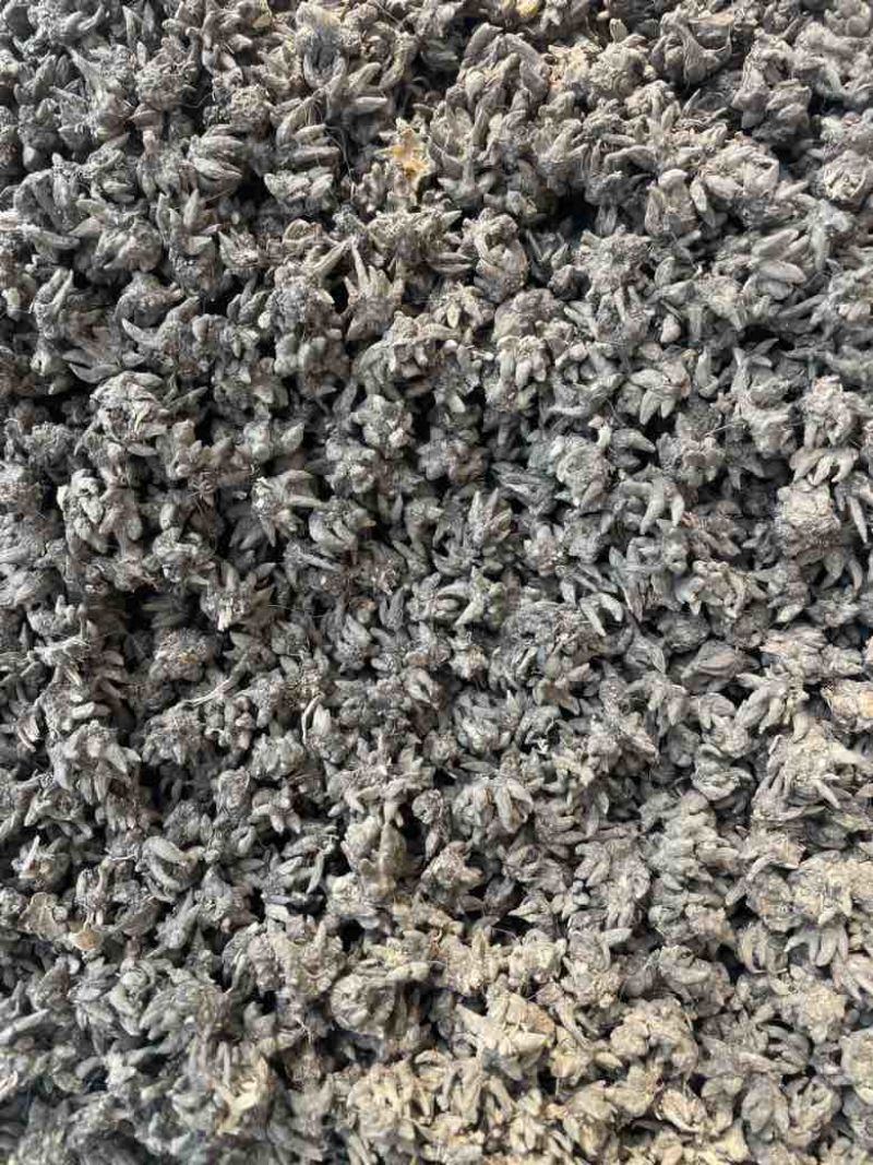 产地猫爪草各种规格可过全国可发