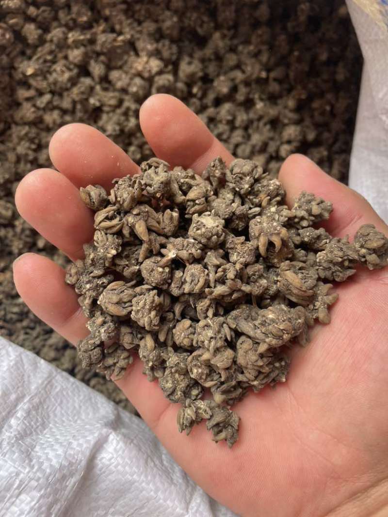 产地猫爪草各种规格可过全国可发