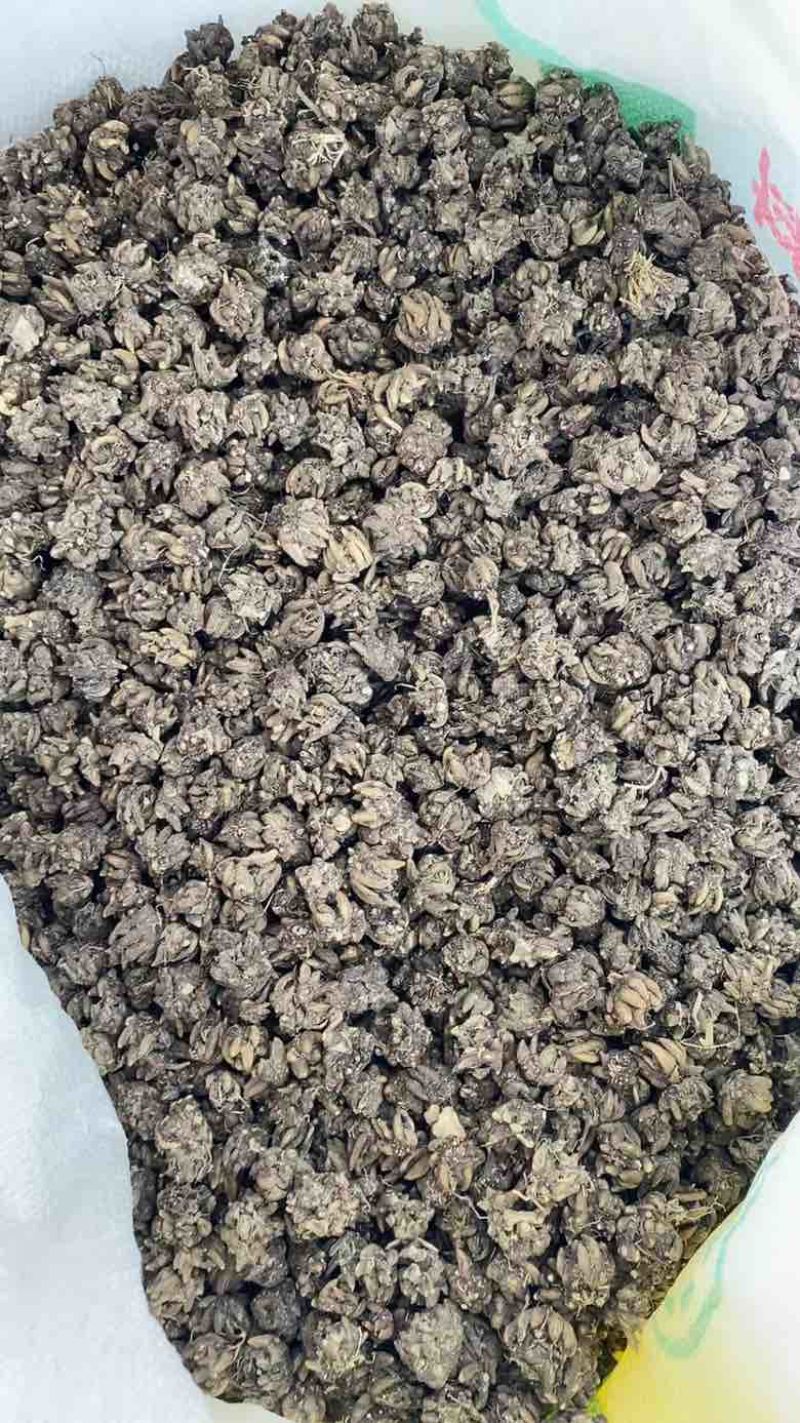 产地猫爪草各种规格可过全国可发