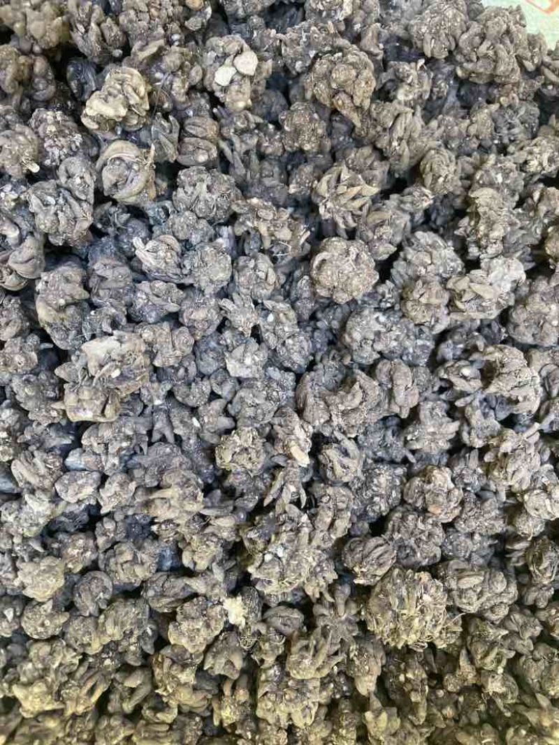 产地猫爪草各种规格可过全国可发