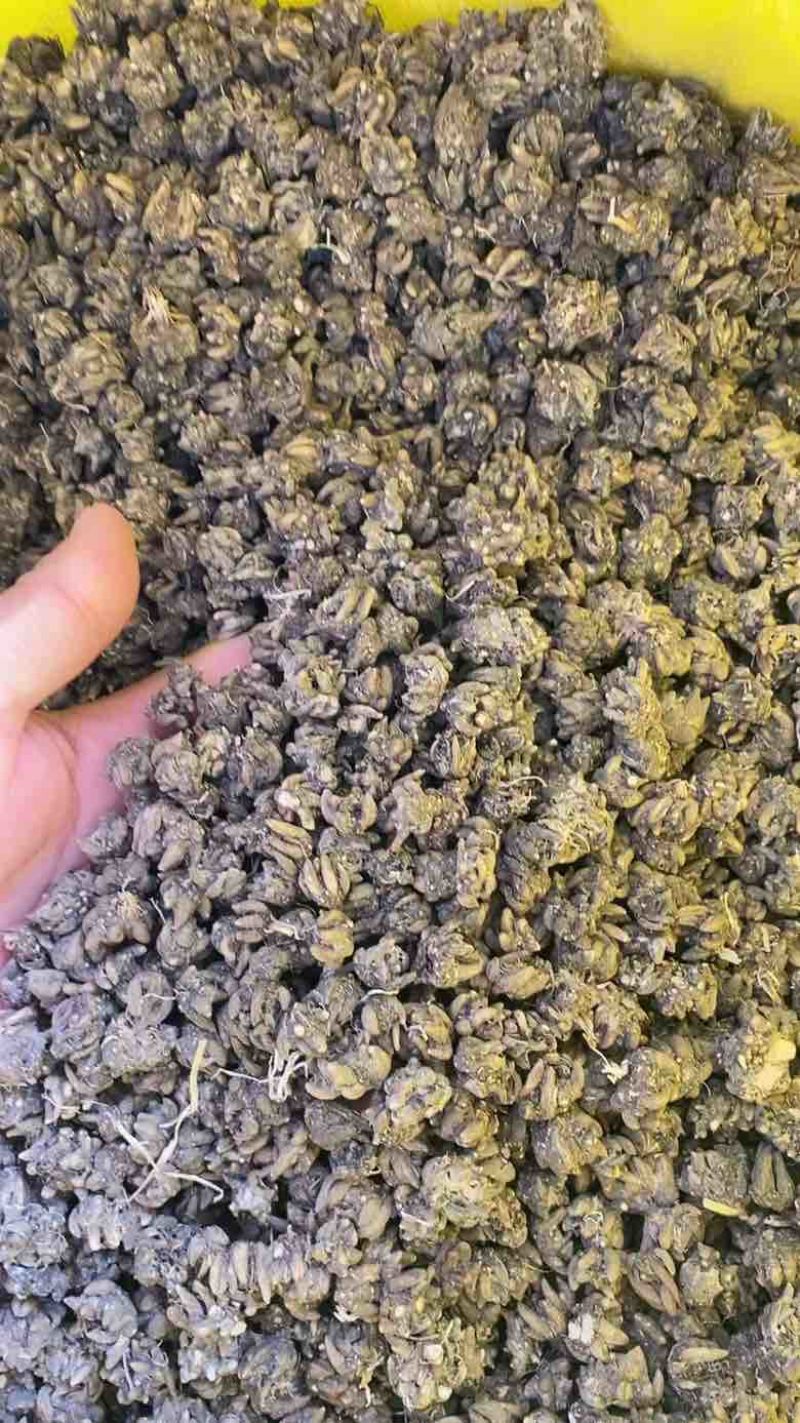 产地猫爪草各种规格可过全国可发