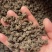 产地猫爪草各种规格可过全国可发