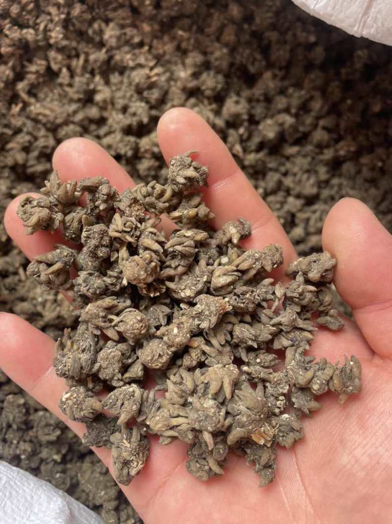 产地猫爪草各种规格可过全国可发