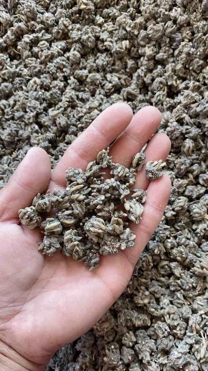 产地猫爪草各种规格可过全国可发