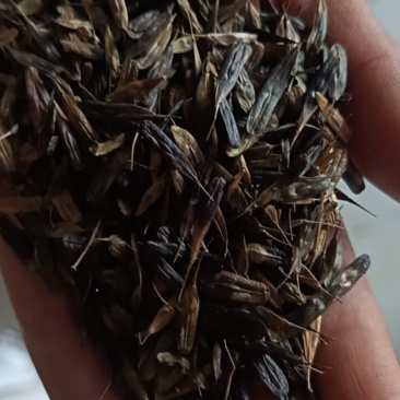板兰根种子
