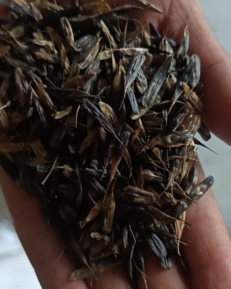 板兰根种子