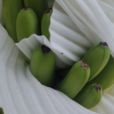 香蕉