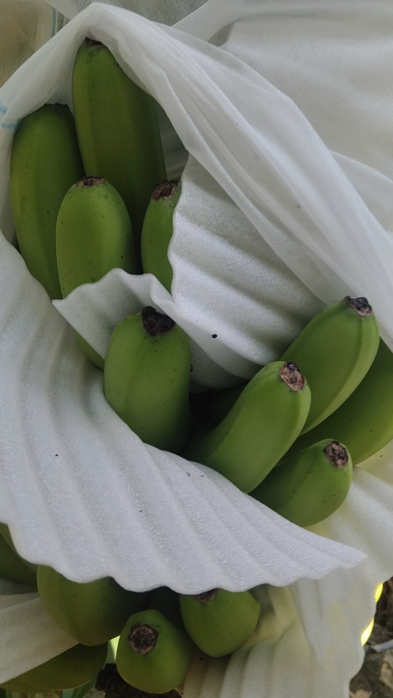 香蕉