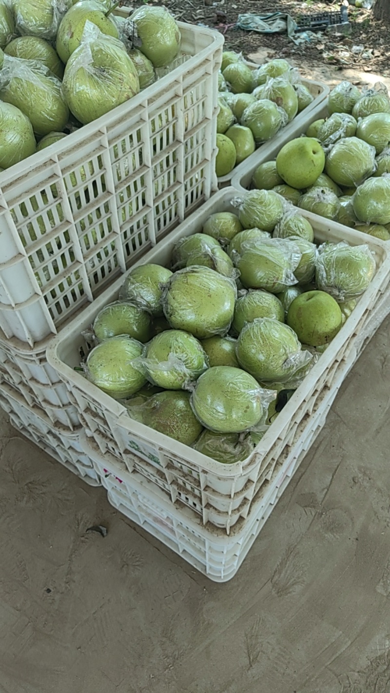黄冠梨（膜袋）